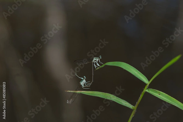 Fototapeta dragonfly mating