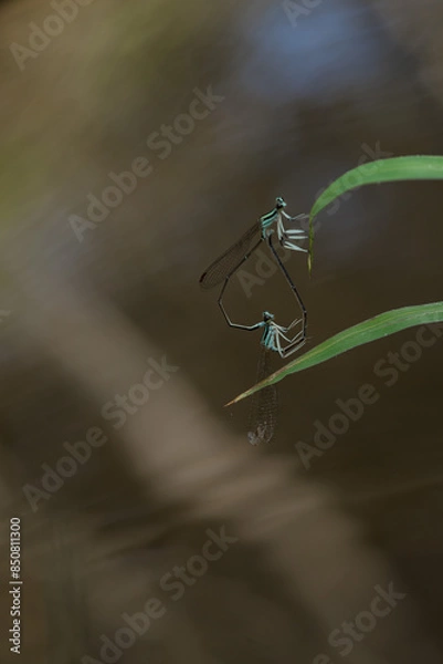 Obraz dragonfly mating