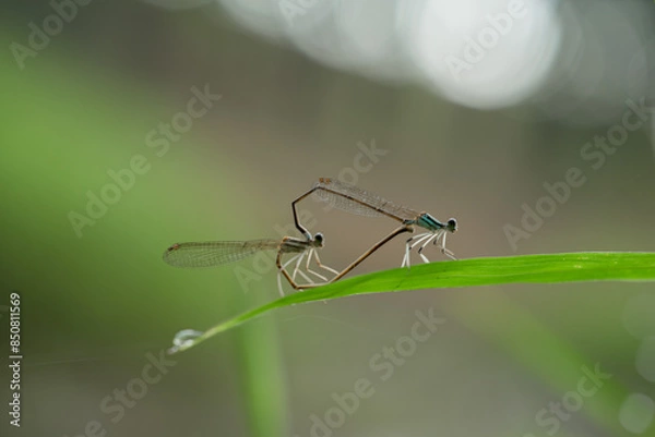 Fototapeta dragonfly mating