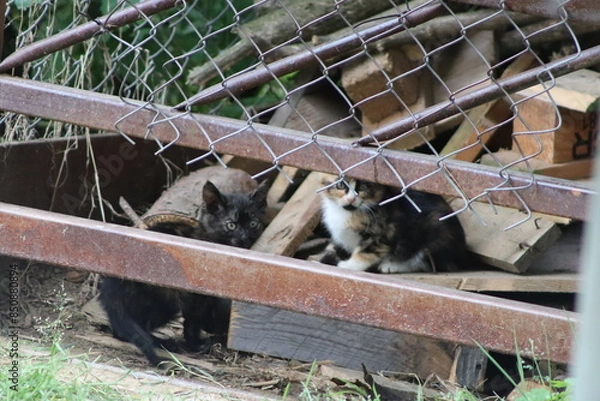 Obraz a small kitten near a warehouse with firewood