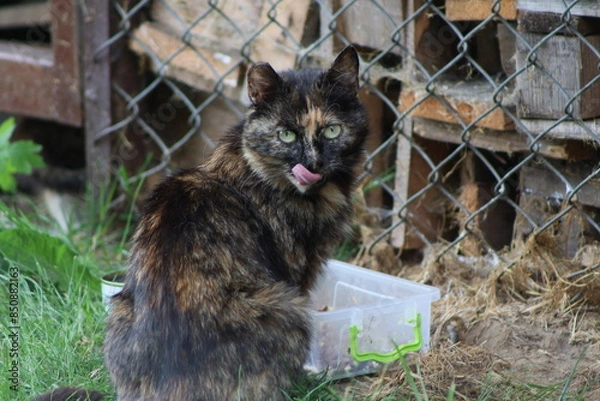 Obraz a small kitten near a warehouse with firewood