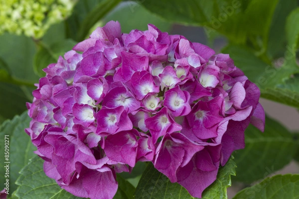 Obraz hydrangea in the garden