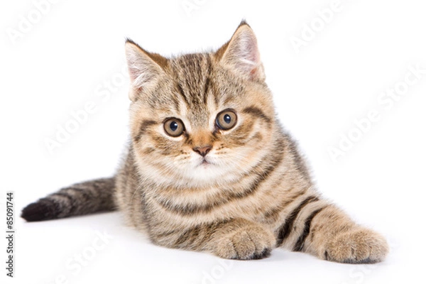 Fototapeta Striped kitten lying down and looking at the camera (isolated on white)