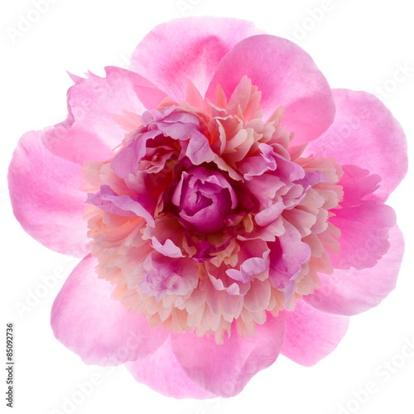 Obraz Pink peony flower