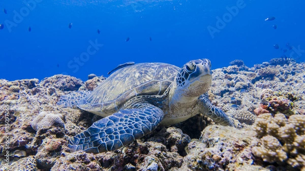 Obraz Green turtle staying