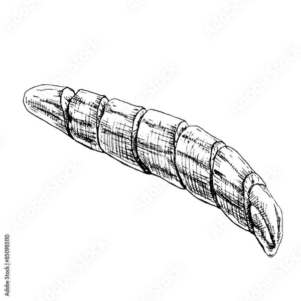 Obraz Banana slice without peeled. Vintage vector hatching black illustration