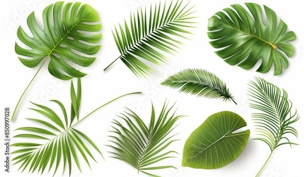 Obraz A variety of green palm leaves isolated on a white background, showcasing different shapes and sizes common in tropical climates.