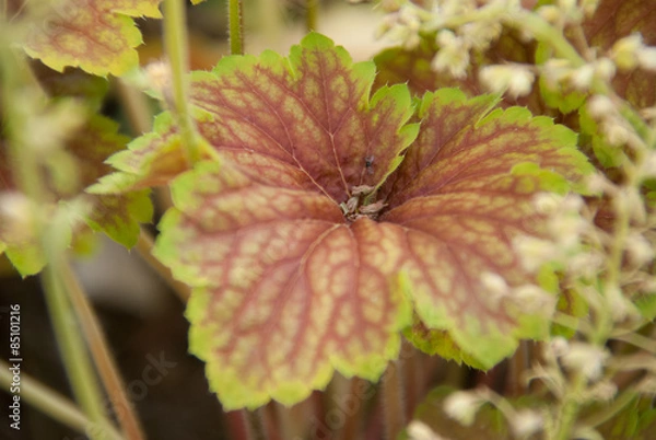 Fototapeta Heuchère