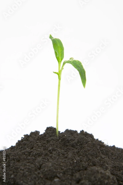 Obraz plant sprouting from dirt
