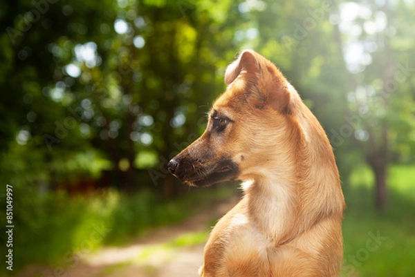 Fototapeta Portrait in profile, of a young mixed breed dog, red in color.