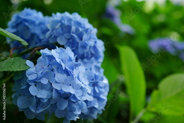 Fototapeta アジサイ