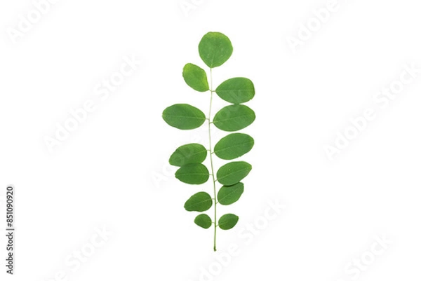 Fototapeta Photo of green leaves and a branch of an acacia tree on a cut background