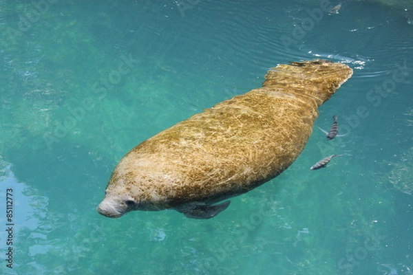 Fototapeta Manatee