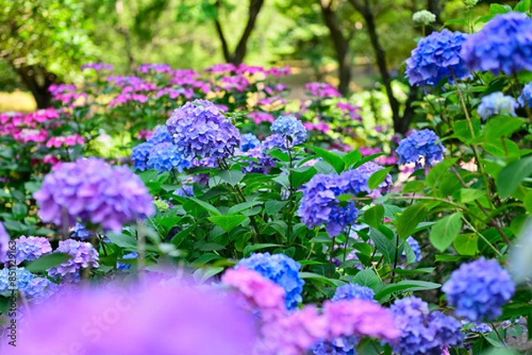 Fototapeta 梅雨の晴れ間の紫陽花