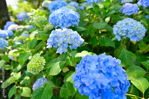 Fototapeta 梅雨の晴れ間の紫陽花