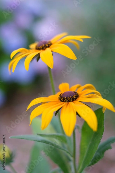 Obraz 夏の花　黄色いルドベキアの花