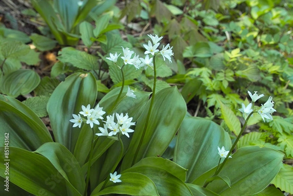 Obraz ツバメオモト1