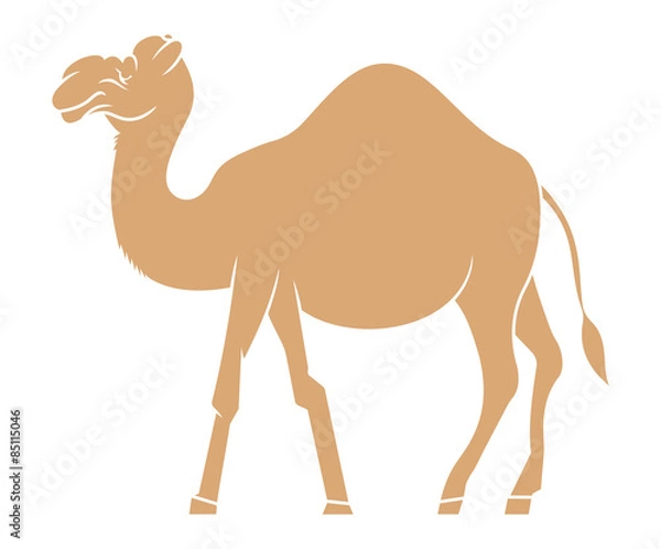 Fototapeta Wielbłąd
