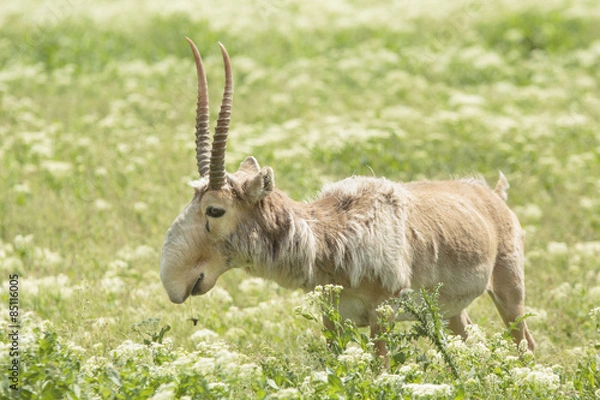 Obraz Saiga