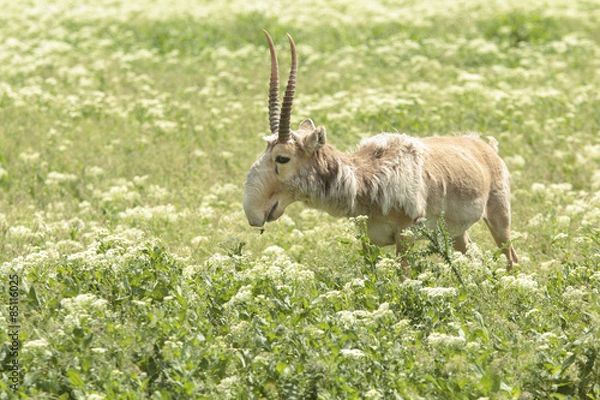 Obraz Wild Saiga
