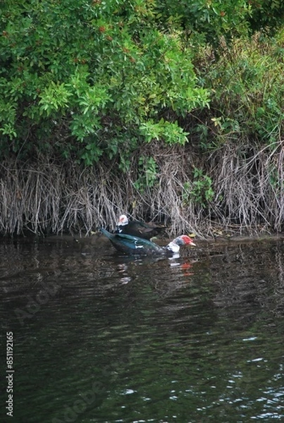 Fototapeta Al tener muchos canales y rios,podemos encontrar iguanas de colores muy vivos,tortugas y una variedad de aves desde garzas hasta patos.