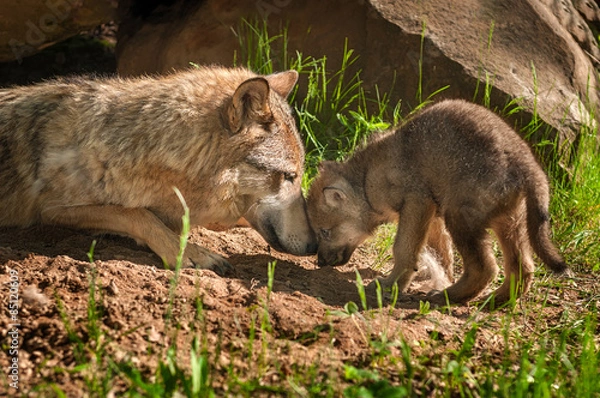Obraz Matka Grey Wolf (Canis lupus) i Pup Touch Outside Den