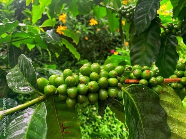 Obraz tomatoes on the vine
