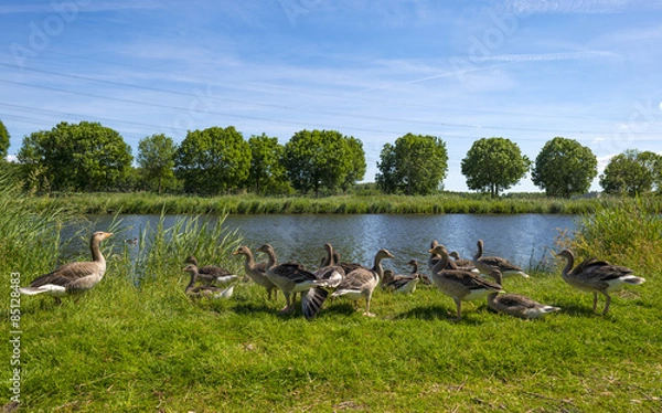 Fototapeta Geese on the shore of a sunny canal in spring