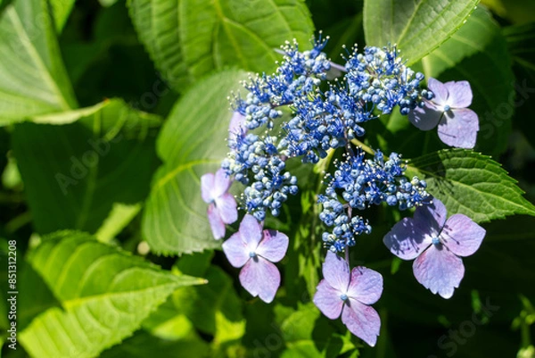 Fototapeta 青いガクアジサイの花のクローズアップ