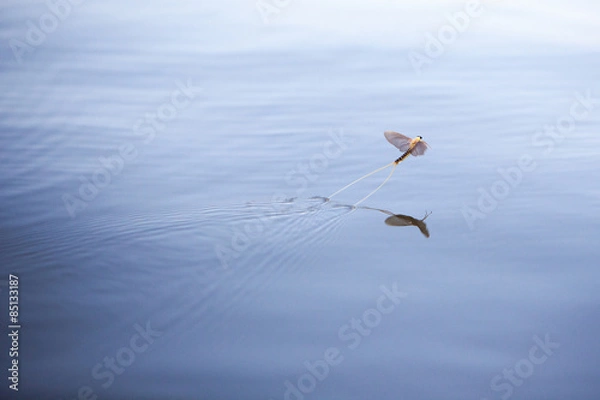 Obraz Mayfly