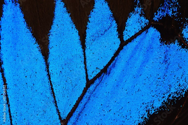 Obraz Blue butterfly wing