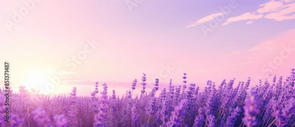 Fototapeta Beautiful Lavender Field at Sunset with Vibrant Purple Flowers and a Soft Pink Sky, blurred noise and grainy texture