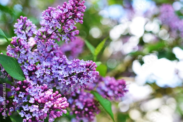 Fototapeta purple lilac