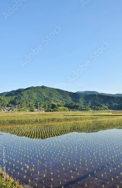 Fototapeta 水田の朝