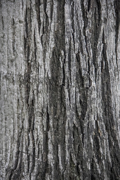 Fototapeta Bark / A texture of tree bark