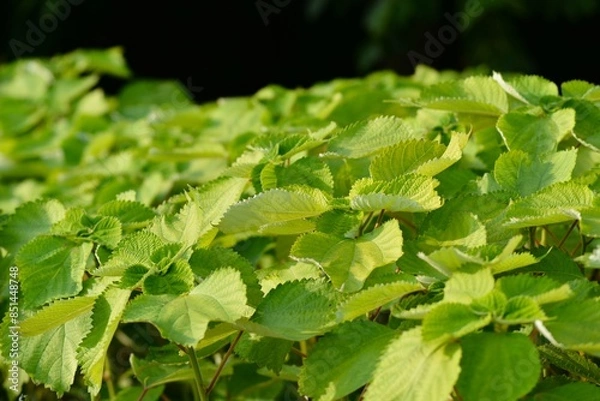 Obraz カラムシ（苧、枲、苎）苧麻