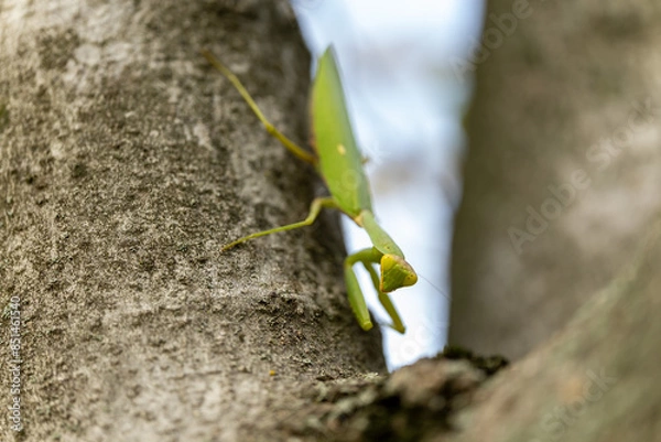 Fototapeta Close-up of a praying mantis sitting on a tree