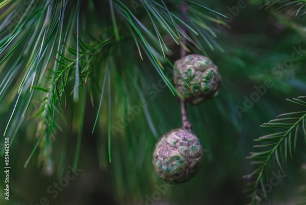 Fototapeta Close-up on a green branch of a pine tree