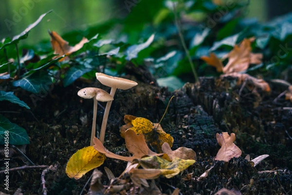Fototapeta Close-up of on a mushroom in a forest