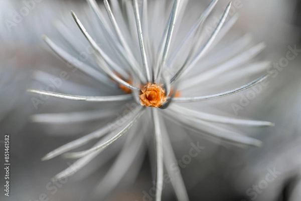 Fototapeta Close-up on a green branch of a fir tree