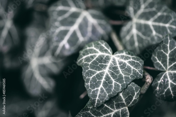 Fototapeta Close-up on some green ivy leaves climbing on a tree