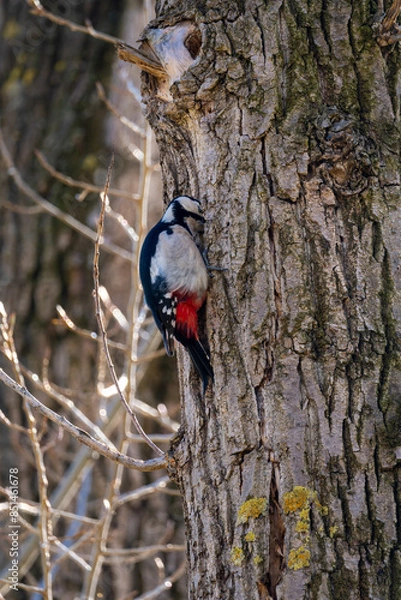 Fototapeta The great spotted woodpecker (Dendrocopos major) pecking on tree, searching for food