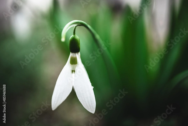 Fototapeta Close-up of snowdrops flowers. Shallow depth of field.