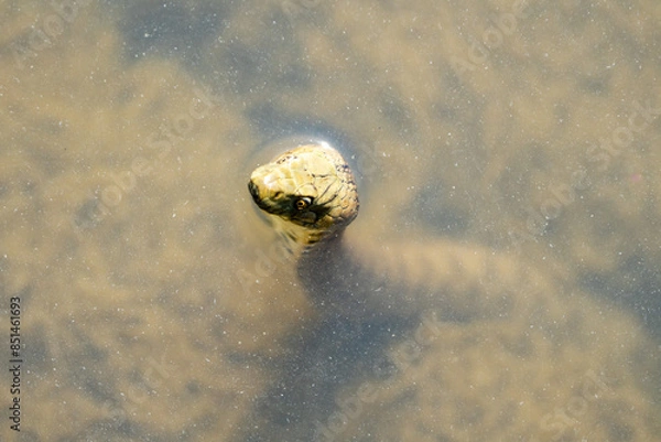 Fototapeta Close-up of a dice snake (Natrix tessellata) on the bega river's shore