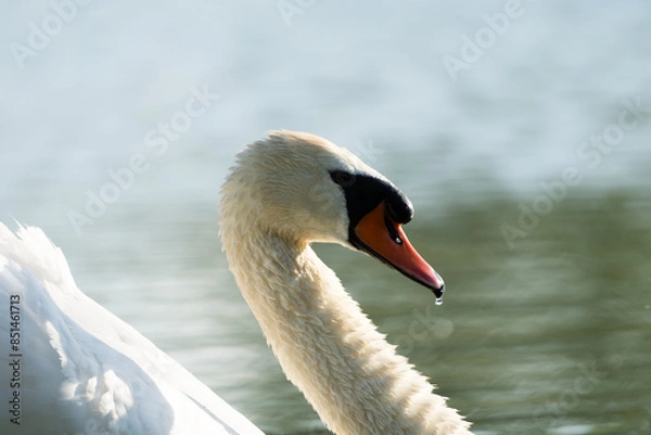 Fototapeta Close-up of a white swan (mute swan) swimming on a lake