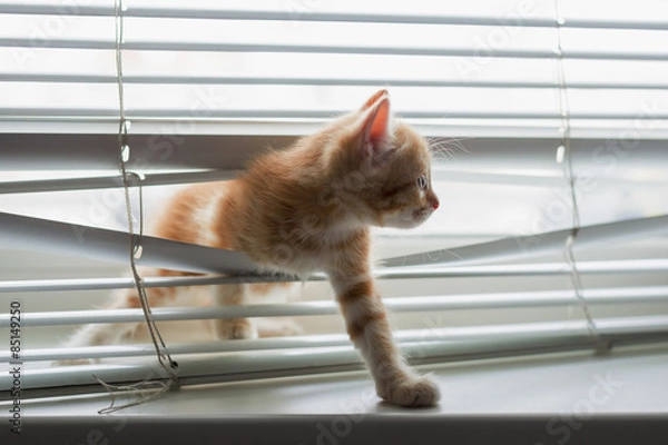 Obraz Ginger kitten tangled in window blinds