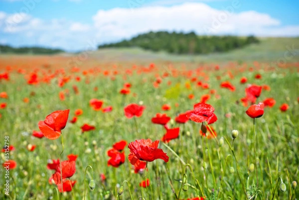 Obraz poppy field