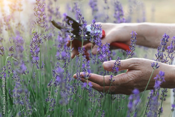 Fototapeta a pruning lavender