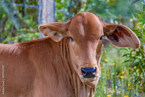 Fototapeta Close-up portrait of a brown calf with long ears, looking at the camera, captured in a farm in the eastern Andean mountains of central Colombia.