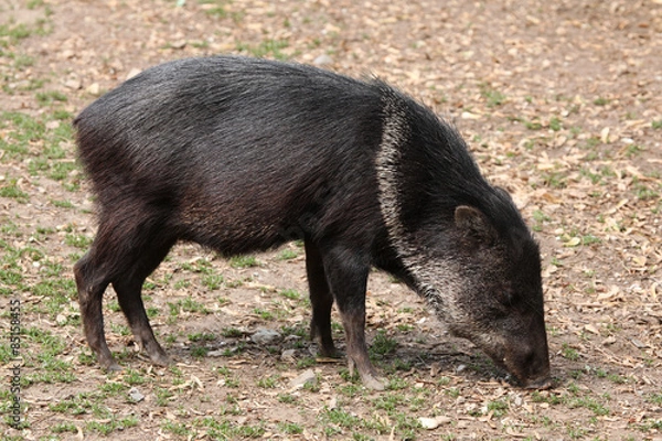 Fototapeta Collared peccary (Pecari tajacu).